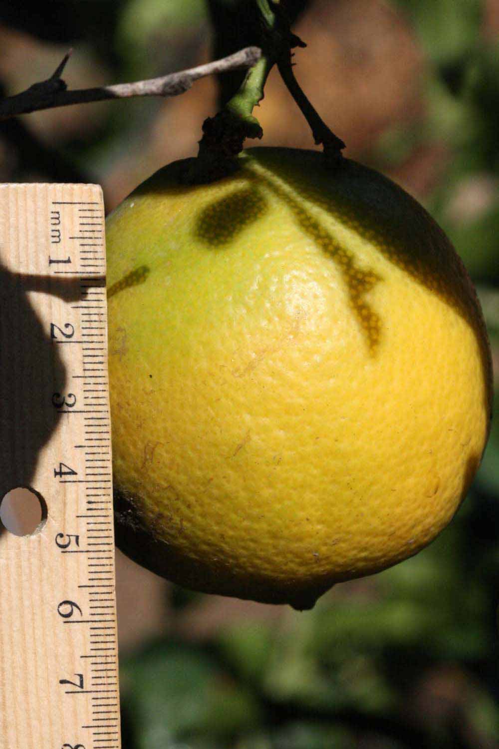            Fruit (Riverside, CA)   